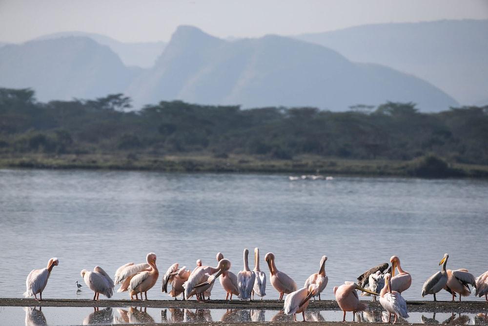 Lake Elmenteita Serena Camp 外观 照片