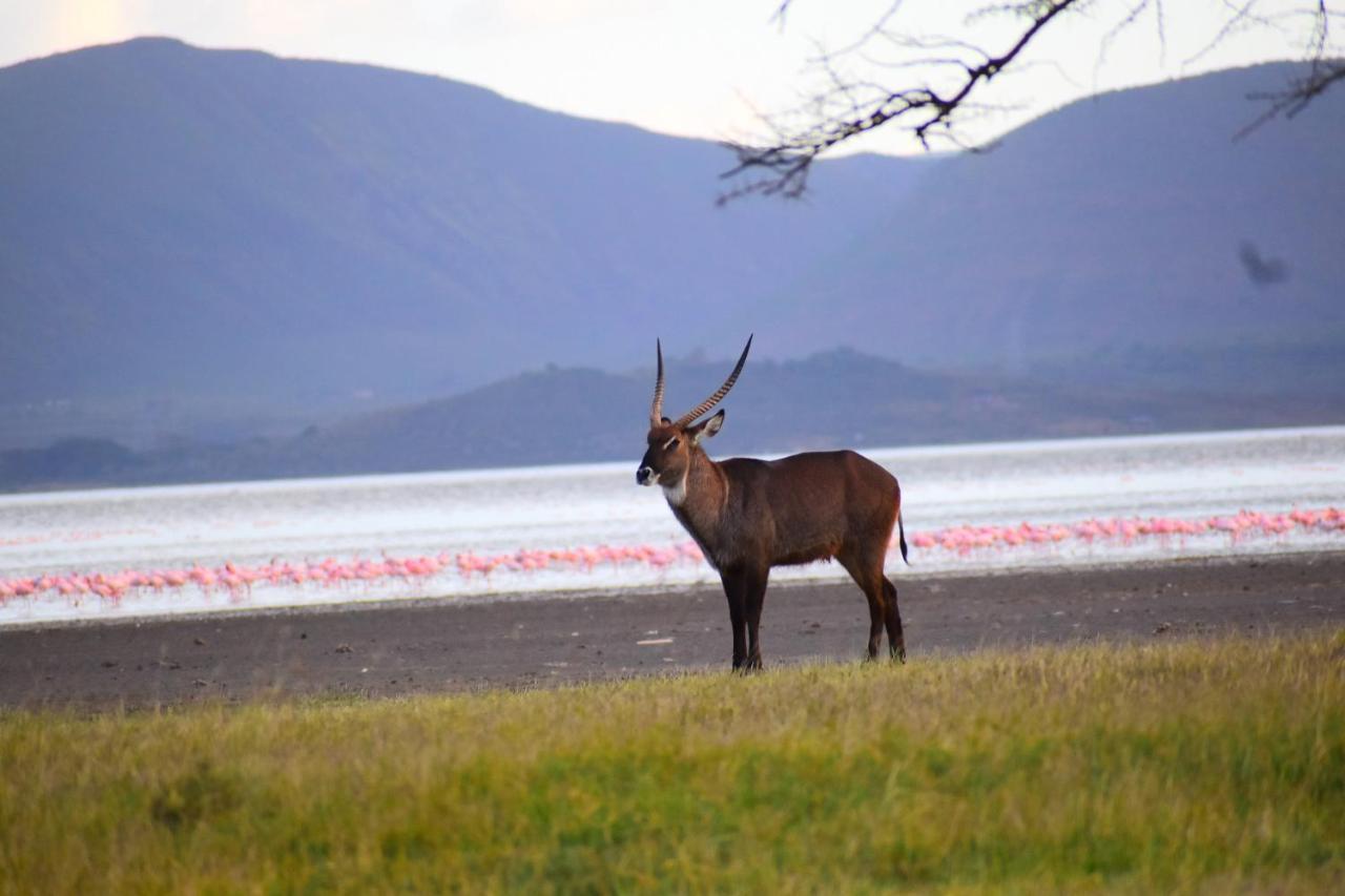 Lake Elmenteita Serena Camp 外观 照片